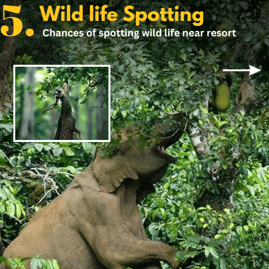 Marayur wild stay (18)